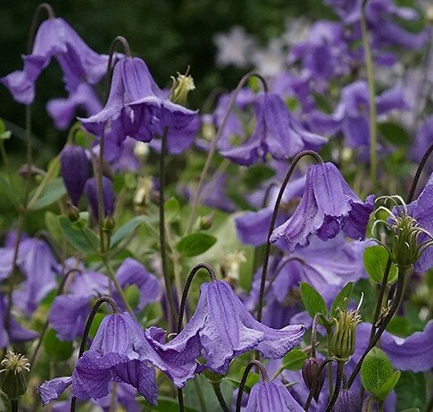 Клематис  Эриостемон