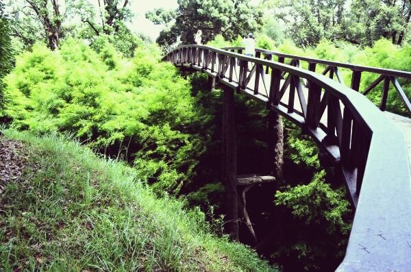 Дендрологический парк в Шекветили