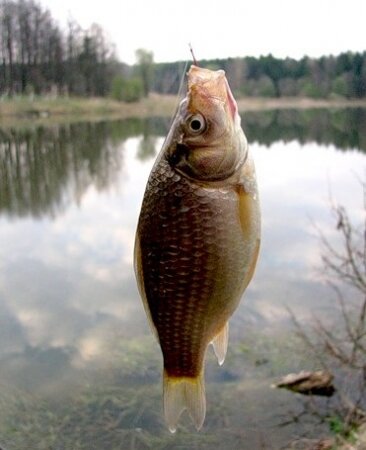 (Изображение скачано с источника: https://poplavok31.ru/statya/osobennosti-lovli/1118-vesennyaya-rybalka.html)