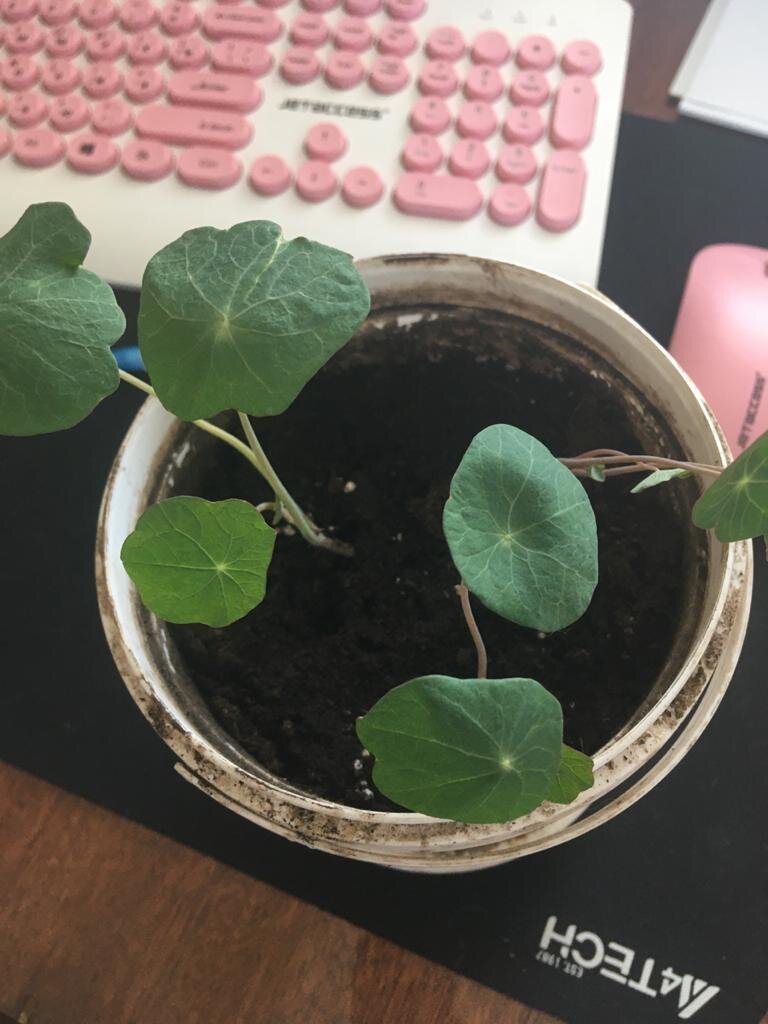 Настурция вымахала.