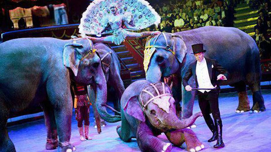 Казанский цирк  ,  фото с сайта Яндекс-картинки