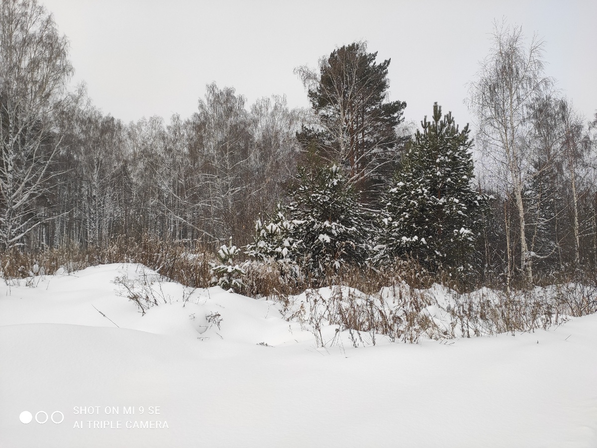Лес напротив моего бывшего участка