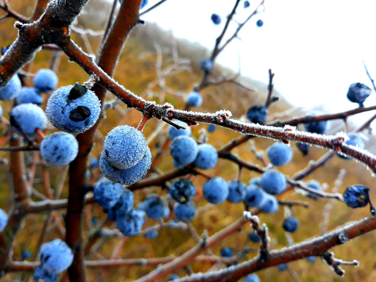 Цветы терновника (68 фото)