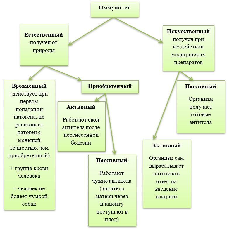 Естественно искусственные организации