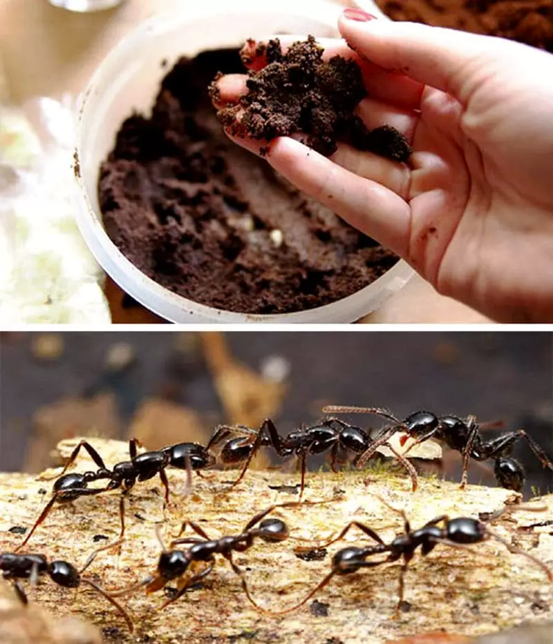 В этом случае вредители быстро отступят