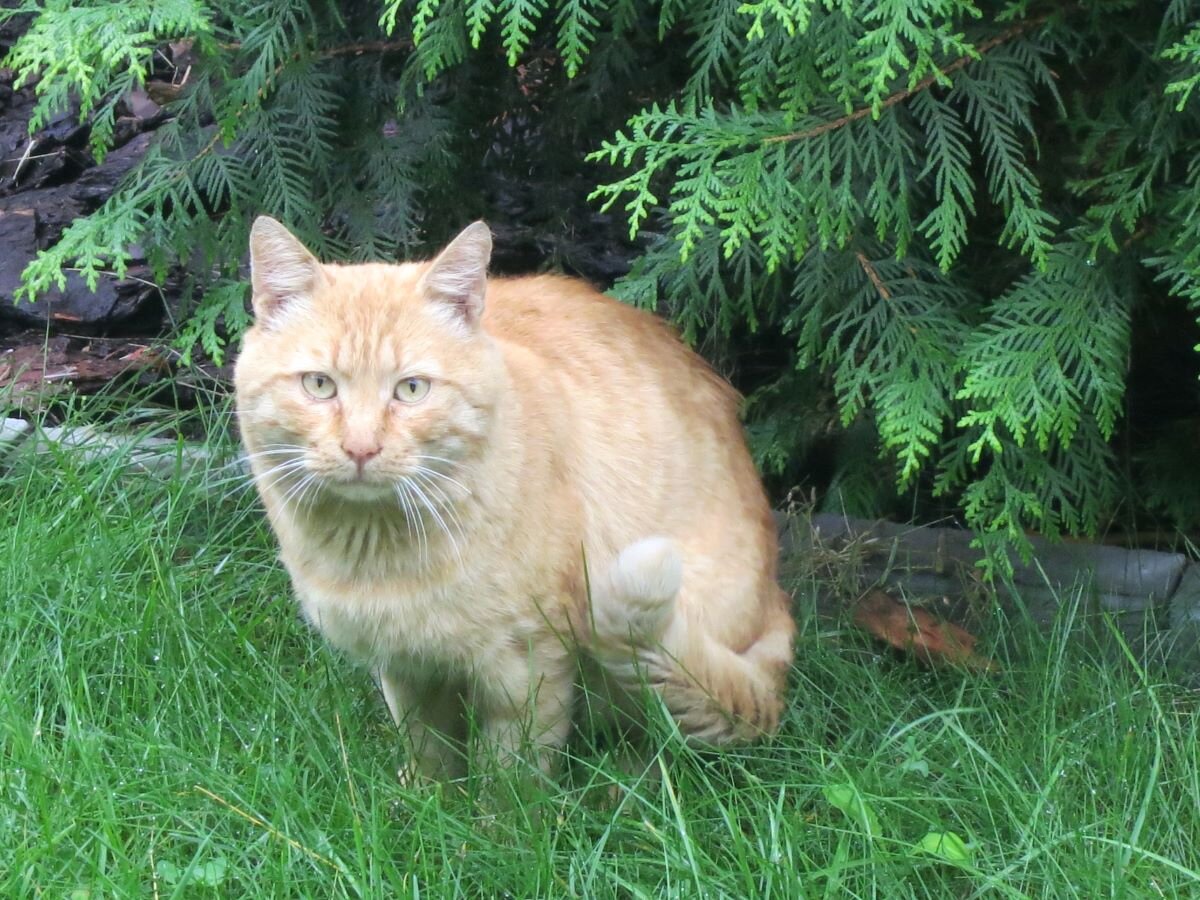 Соседский котик-милаха. Фото автора