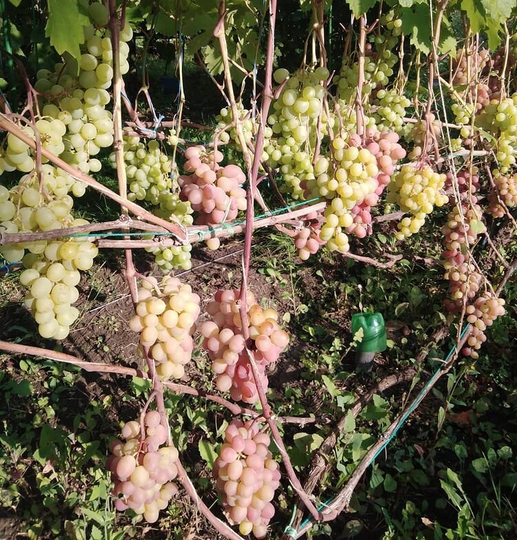 Талисман и Памяти Хирурга