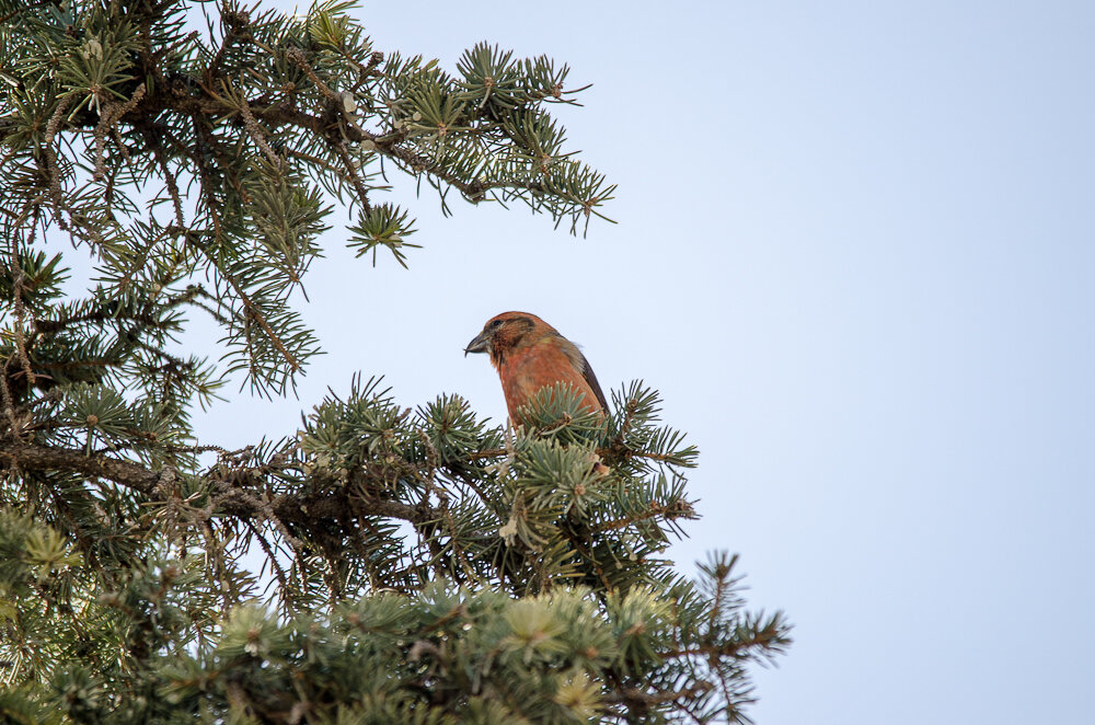 клест еловик питание. домик для клестов. птицы питающиеся семенами. клёст сосновый еловик. клест-еловик (loxia).