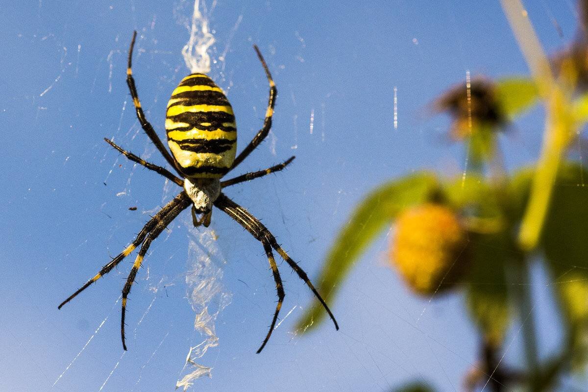 Argiope bruennichi