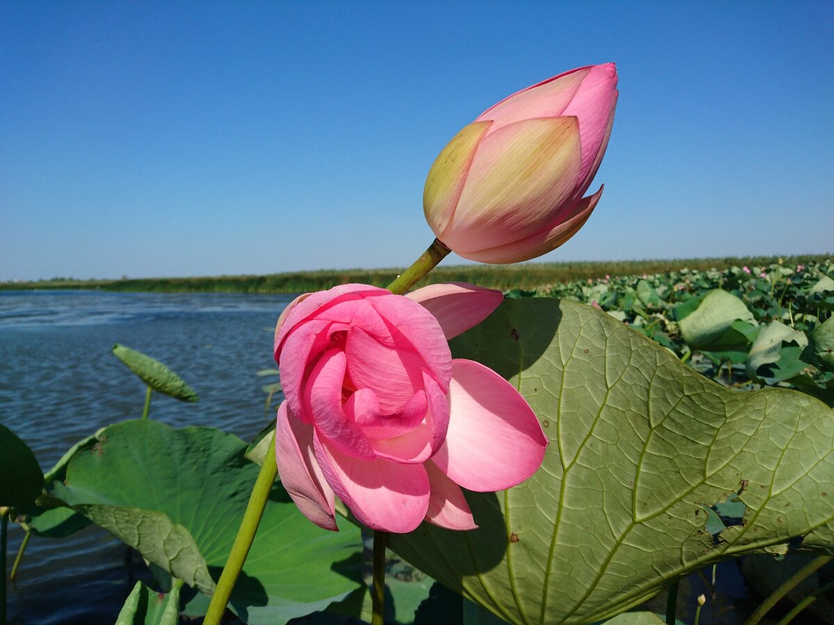 Фотографии долина лотосов