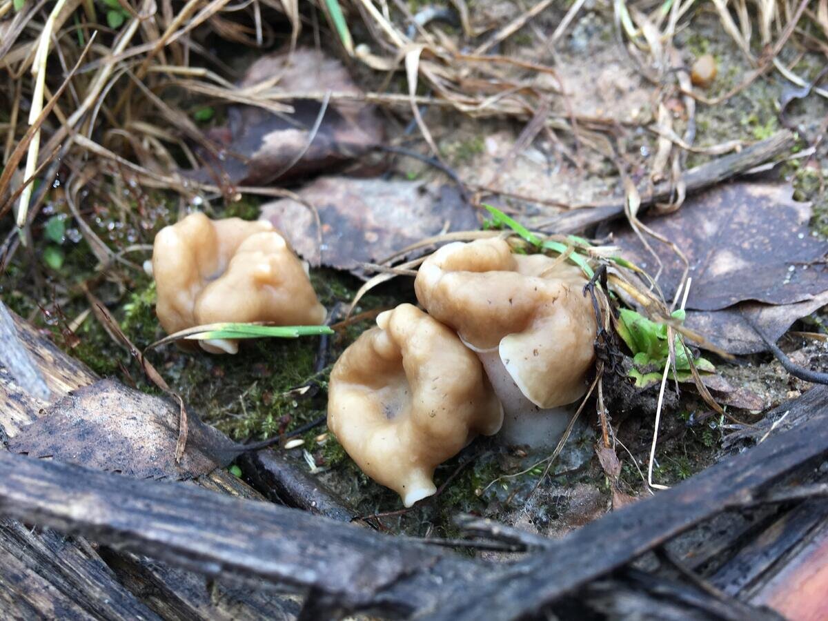 Подкрадемся чуть ближе... (фото Художника Федотова)