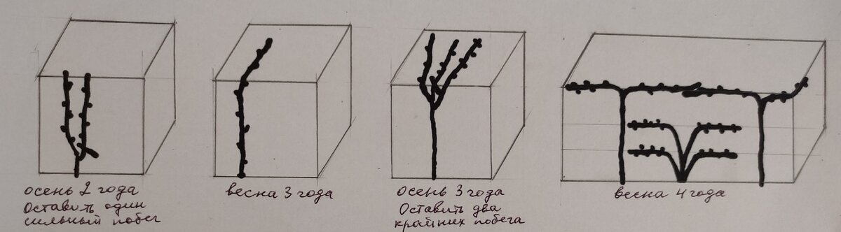 Схема формирования  винограда на беседке. Промежуточный куст показан только на последнем рисунке, так как его схема формирования аналогична веерному формированию на шпалере
