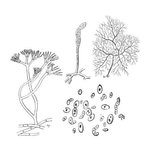 Яндекс.Вики