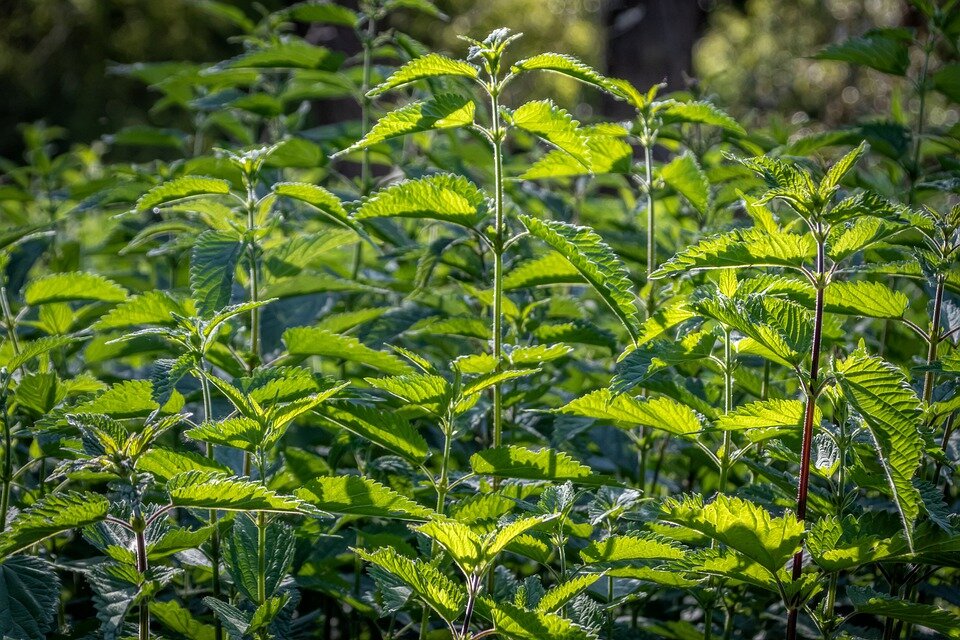 Фото https://pixabay.com/ru