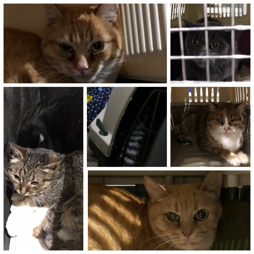 Ненужное наследство, брошенные кисы после смерти хозяйки