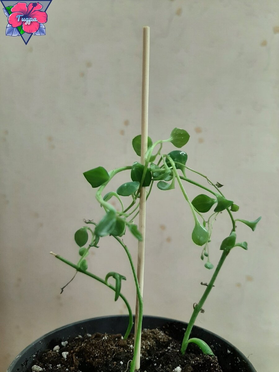 Личное фото