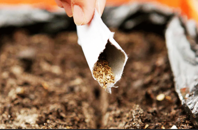 Сажать морковь и свеклу весной в 2021 году огородники будут с учетом климата в своем регионе и погодных условий. Сев начинают после того, как почва прогреется до +13….+15°С. Считается, что корнеплоды лучше сеять на убывающей луне. В этот период растения формируют мощную корневую систему. Свекла и морковь, посаженные в благоприятные дни, смогут образовать крупные и сахаристые корнеплоды, лежкие, несклонные гнить и усыхать. На сроки посева свеклы сорт не влияет, а морковь высевают с учетом климата. В южных регионах сеют позднюю морковь, в центральных – среднеспелую, на Урале и в Сибири – раннюю.
Таблица благоприятных посадочных дней. Посадка свеклы и моркови по лунному календарю:

Месяц	Благоприятные дни	Неблагоприятные дни
Апрель	3-5, 8, 9, 14, 25	6, 7, 11-13, 20-22, 26-28
Май	1, 2, 5-7, 22-24, 28, 29	3, 4, 10-12, 18, 19, 25-27, 30, 31
Июнь	2, 3, 6-8, 18-22, 26, 29, 30	1, 9-11, 14, 15, 23-25, 27, 28
Когда сеют свеклу в разных регионах:

Огородники южных регионов начинают сеять морковь и свеклу с середины марта. Чем раньше посеять корнеплоды, тем меньше шансов у некоторых вредителей, например, у морковной мухи.
В средней полосе России сев стартует в начале мая, а завершают его до начала июня.
На Урале и в Сибири высадка моркови и свеклы семенами производится со второй половины мая.
Правила севооборота
