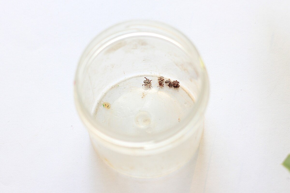 На фото видно, что клещи более маленького размера сразу сдохли. Самый большой живой и активный. 