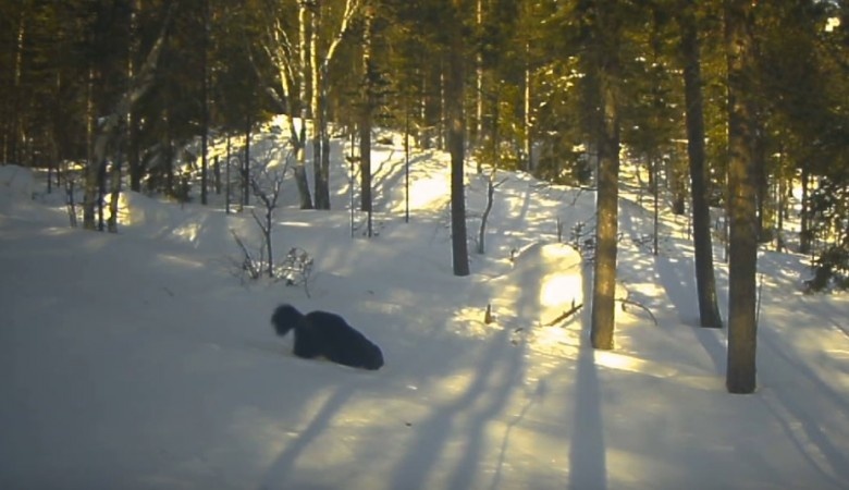 ФОТО: СКРИНШОТ ИЗ ВИДЕО