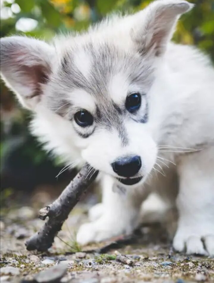 Идем гулять