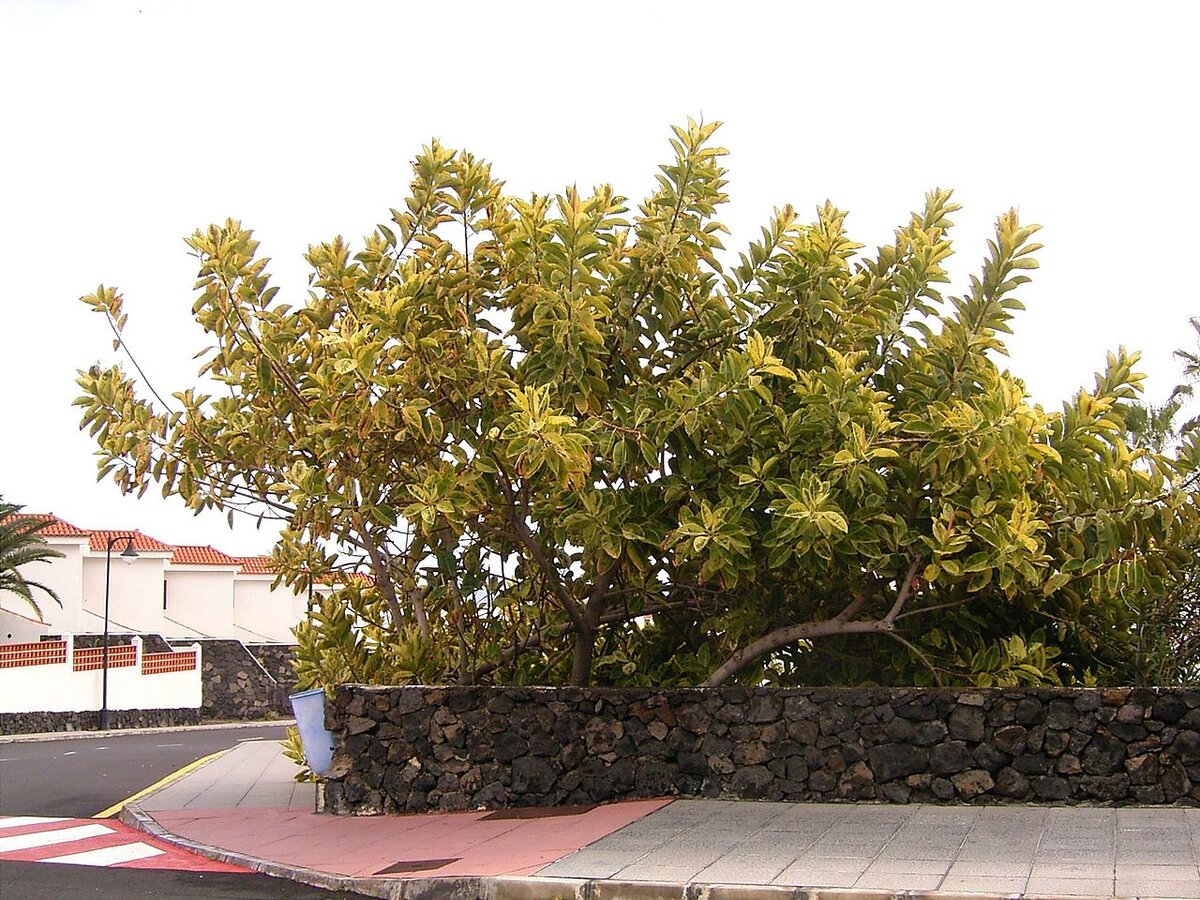 Каучуконосный фикус Файл:Ficus_elastica_(Los_Cancajos)_01_ies.jpg