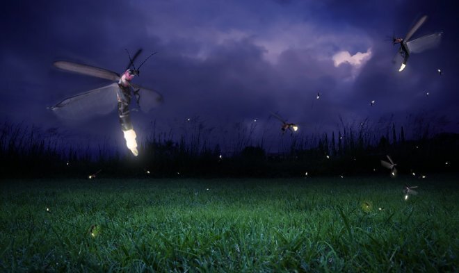  Лучшие новости о новых способностях светлячков