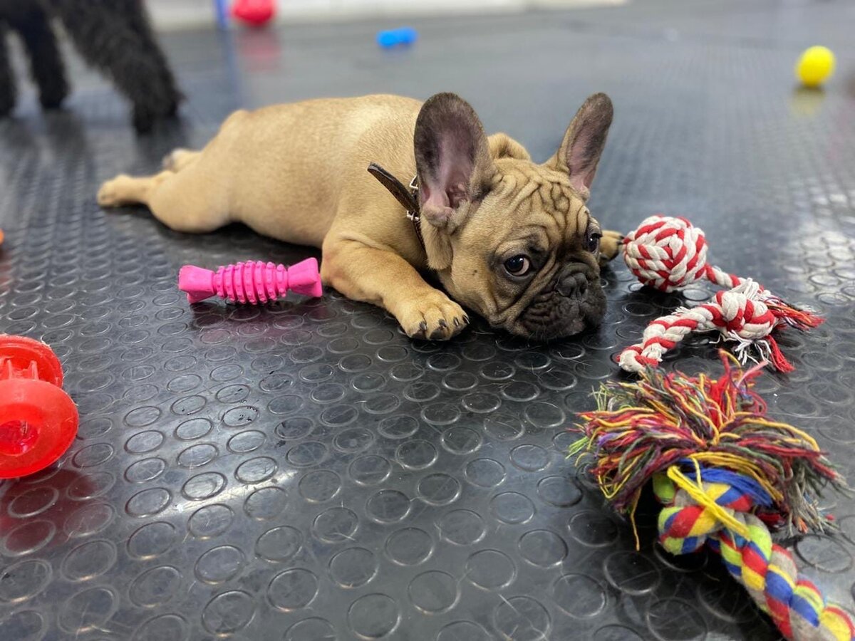 Какой по характеру ваш бульдог?