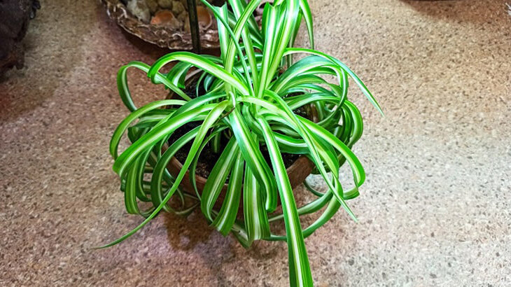 хлорофитум - фото автора