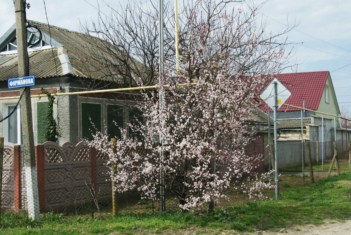 В Крыму абрикосы можно встретить на улицах .