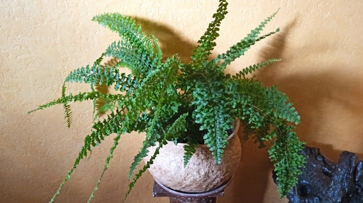 Этот папоротник живёт у меня более 10 лет фото автора