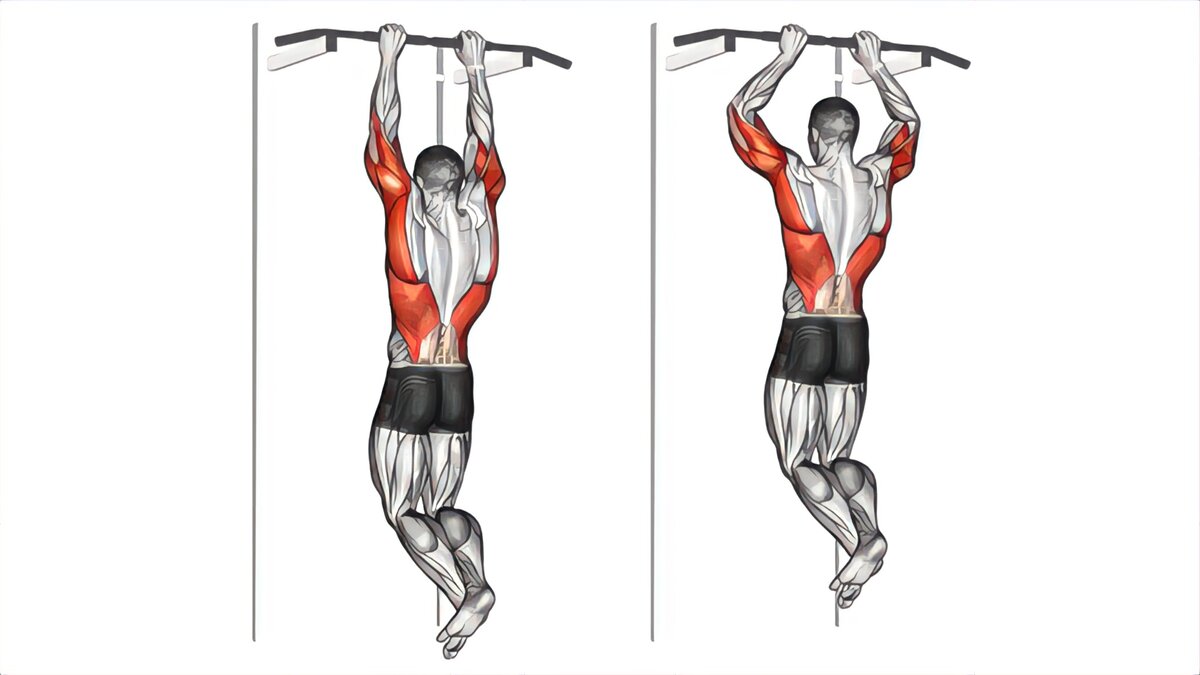 Подтягивания на турнике какие мышцы работают в картинках
