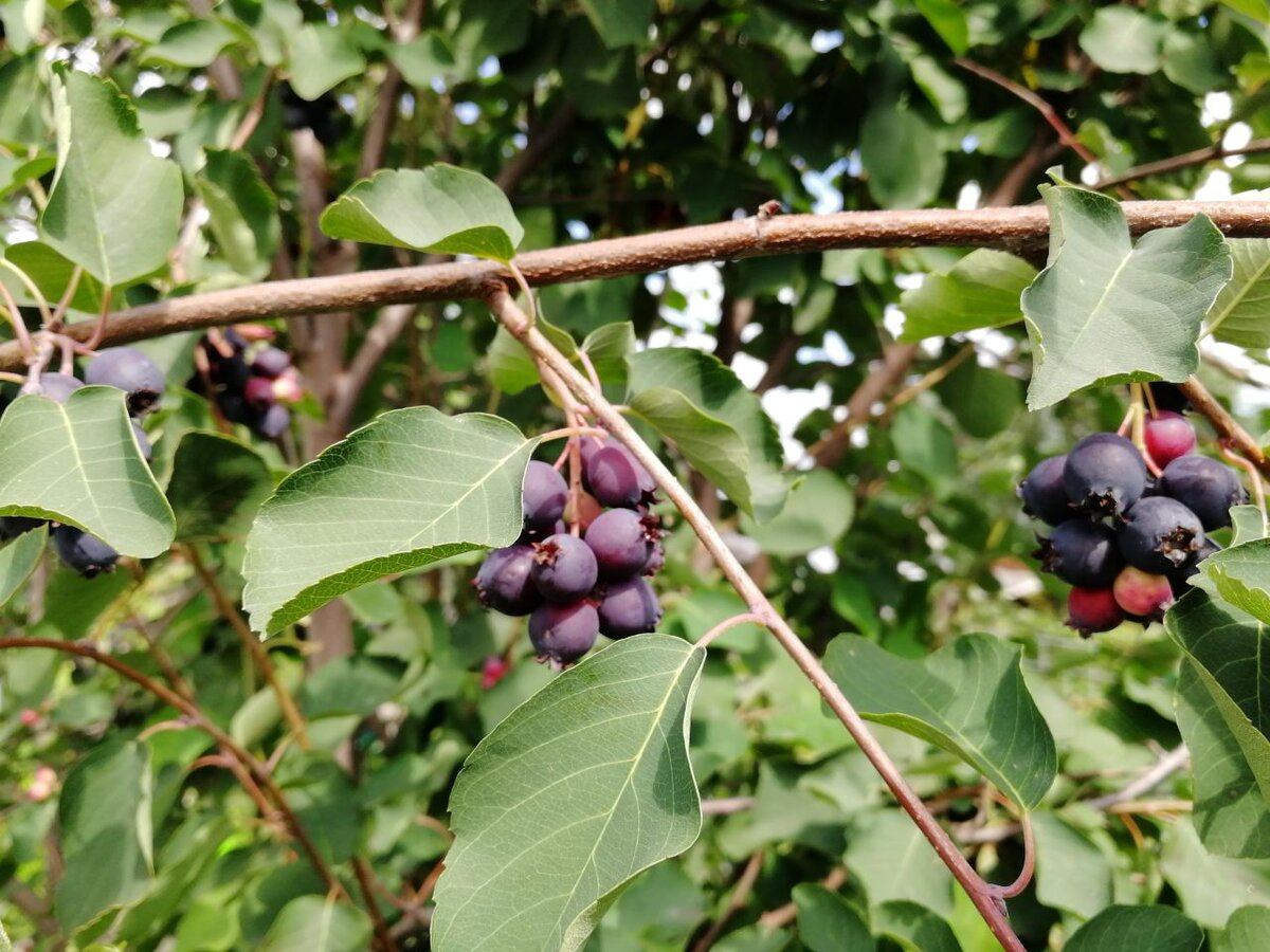 Ирга на что похоже. Ирга круглолистная. Ирга круглолистная (Amelanchier ovalis). Ирга круглолистная лист. Ирга гибридная сладкоплодная.