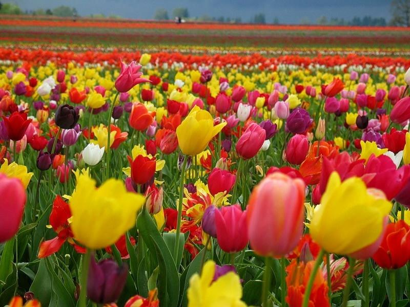 Тюльпаны Авангард: особенности и характеристики сорта, посадка и выращивание, отзывы