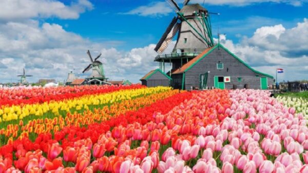 Если вы видели фотографию плантации тюльпанов в Голландии, то согласитесь, что это просто потрясающее зрелище. Недаром тюльпаны – это самый настоящий символ Голландии.-2