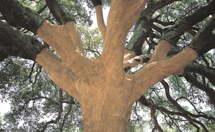 Пробковый дуб. Фото из открытых источников.