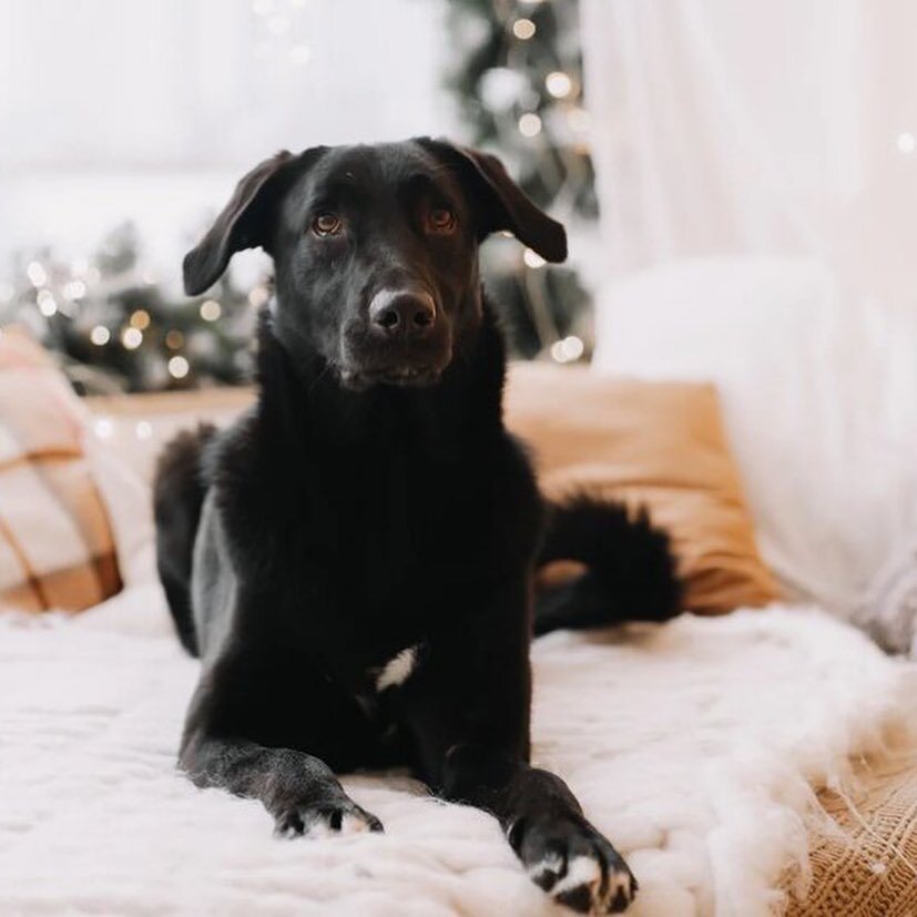 Римус попал в приют совсем малышом