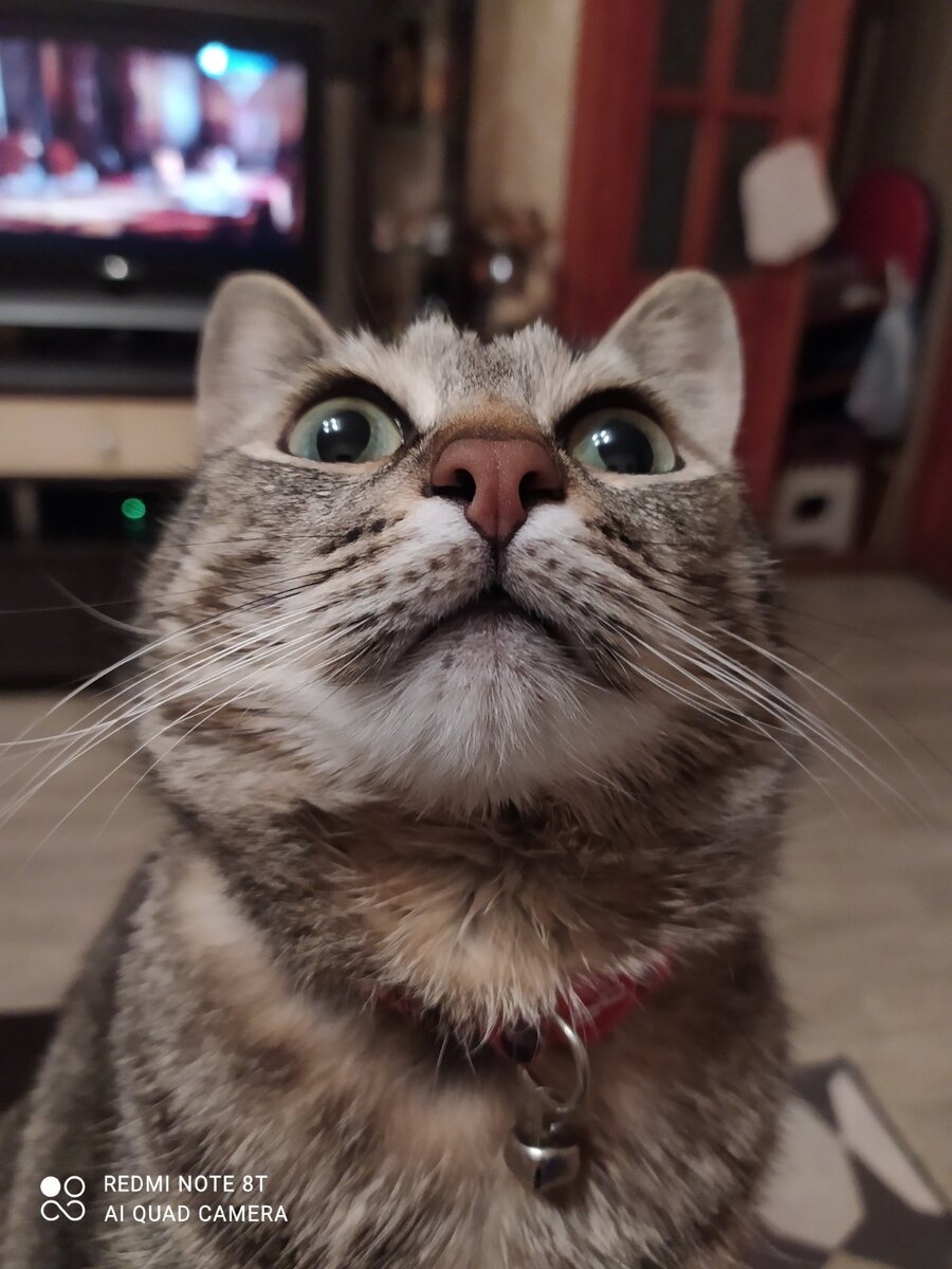 Шастик