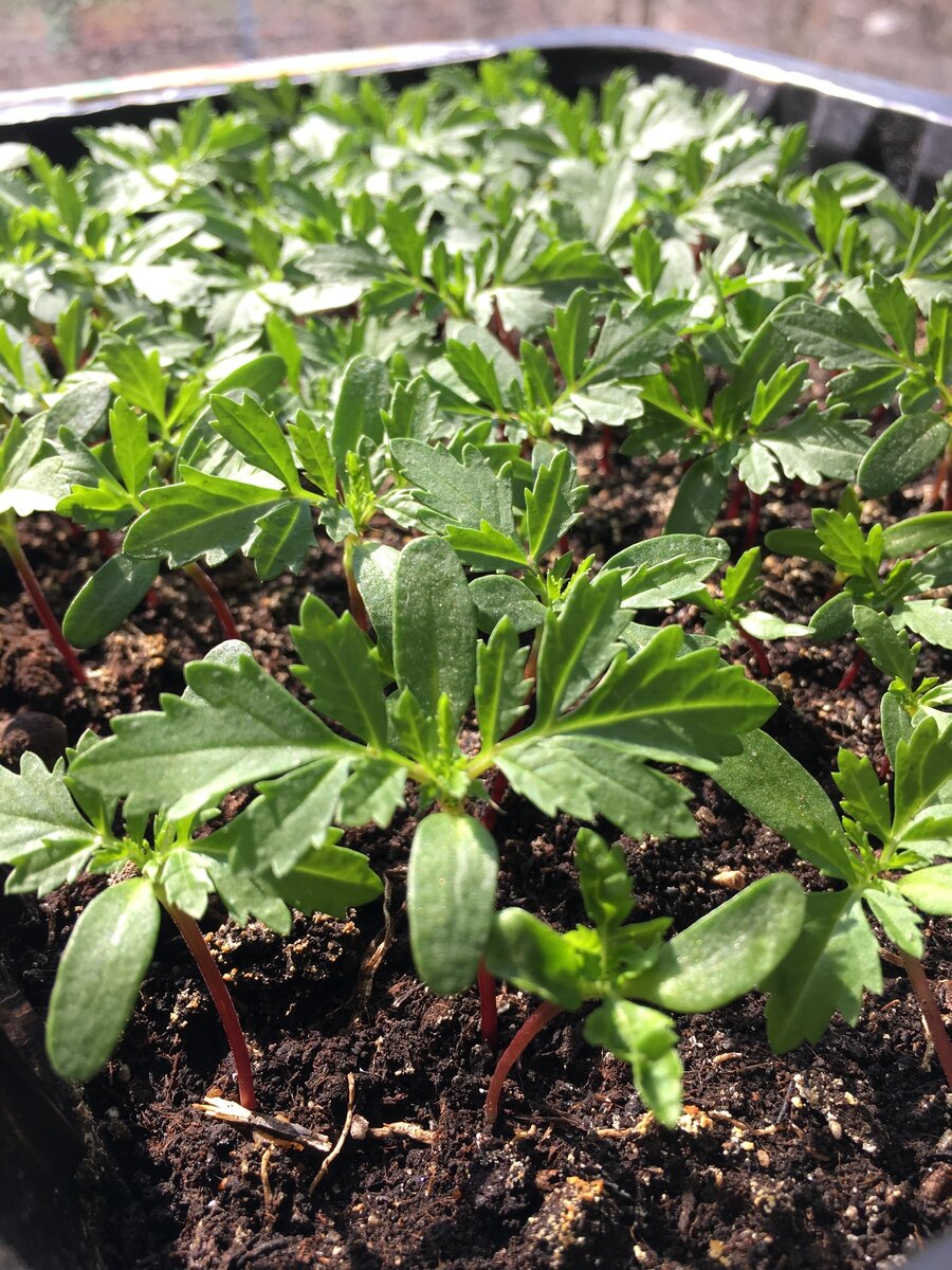 Рассада бархатцев