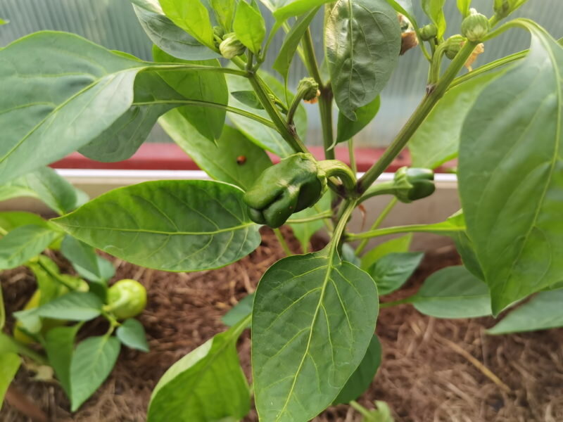 Перец. Иллюстрация для статьи используется по стандартной лицензии ©life-hacky.ru