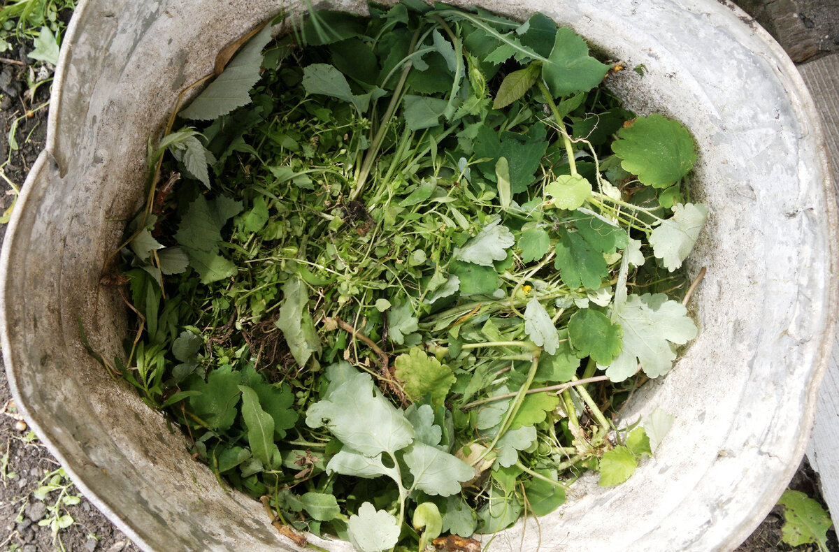 Бочка заполненная на треть сорняками. Фото автора 