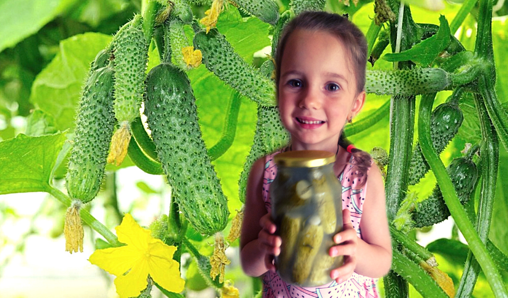 Огурцы для Главы семьи