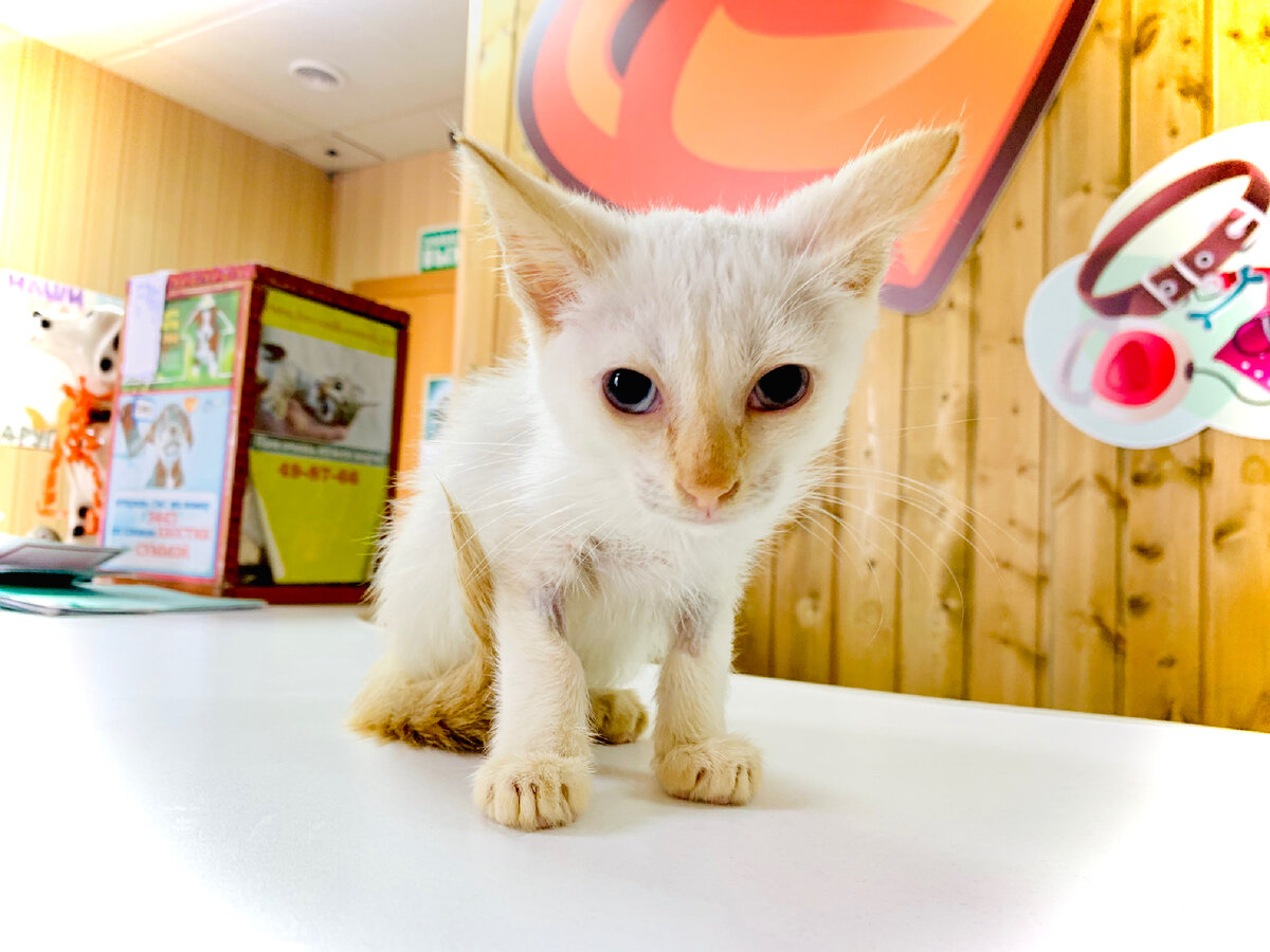 Котёнок в приюте для животных «Омские хвостики» 