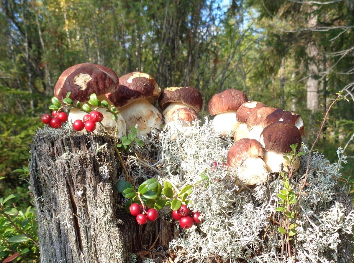 (Фото: Наталья Порошенкова)