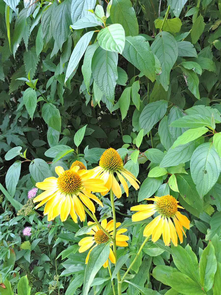 Сверкающая эхинацея Golden Skipper -настоящее солнце