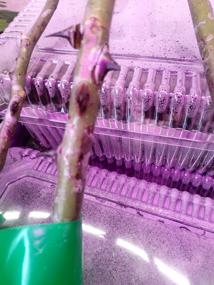 Еще повреждения на саженцах