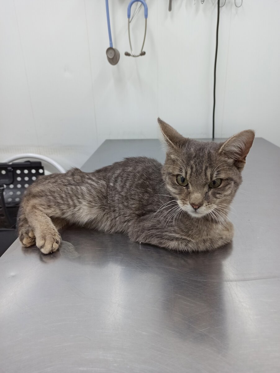 Истощенный Мышкинс на приеме у врача.