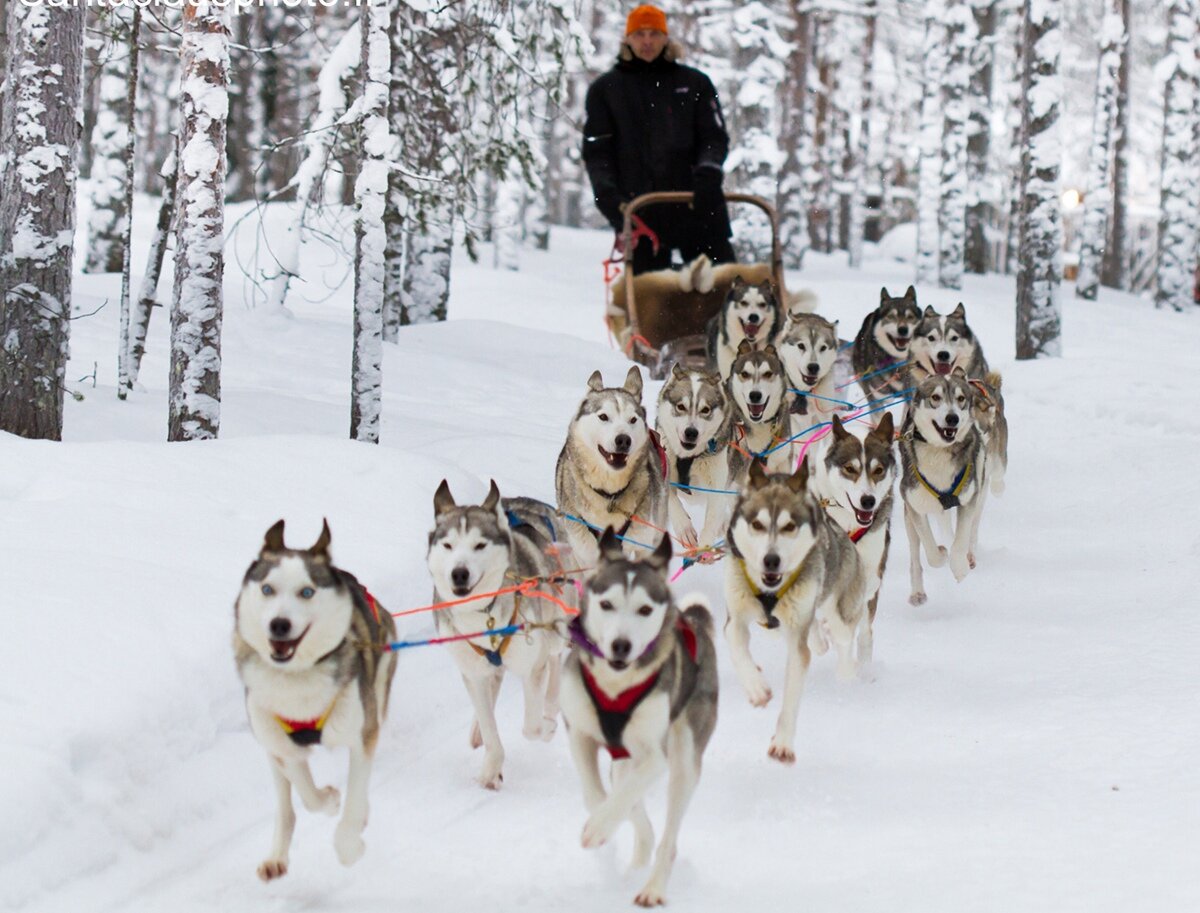 Ездовые собаки