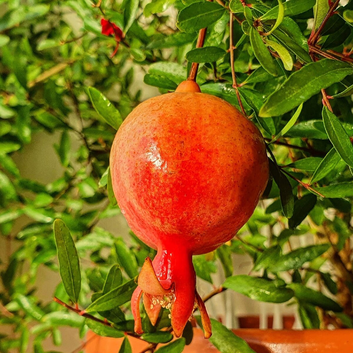 Фото Лужецкой Натальи плод граната на  ее деревце  1 ноября 2021 года