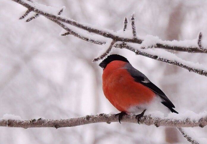 Снегирь - яркое пятнышко посреди белой-белой зимы. Фото из открытых источников 