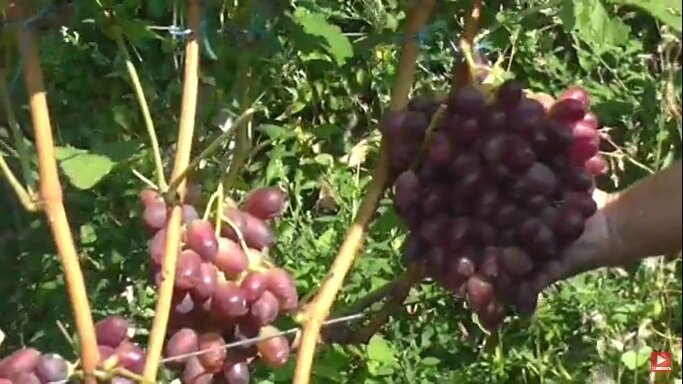 Виноград Слава Молдавии